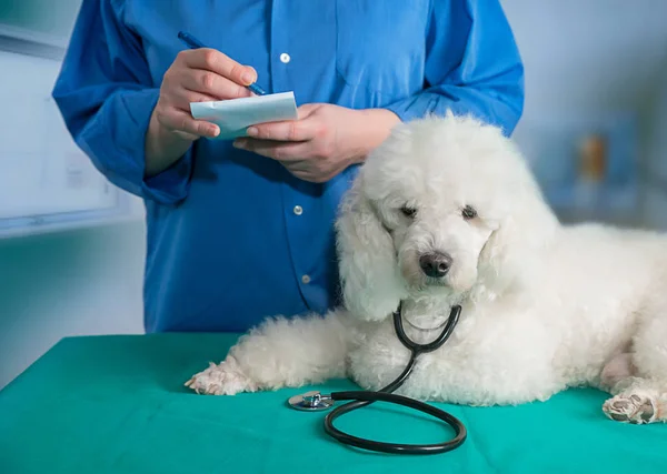 Weißer Hund und Tierarzt — Stockfoto