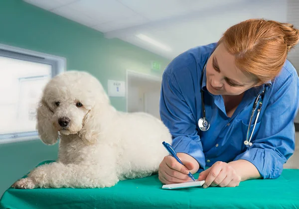 Vit pooder och veterinär — Stockfoto