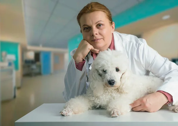 Francês Branco Poode Veterinário Clínica — Fotografia de Stock