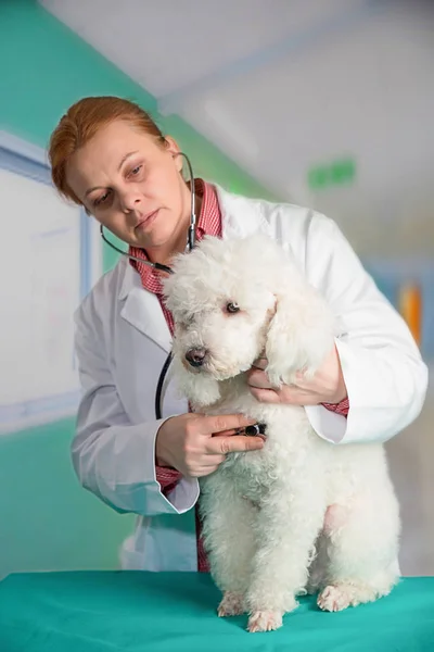 Poode och veterinär — Stockfoto