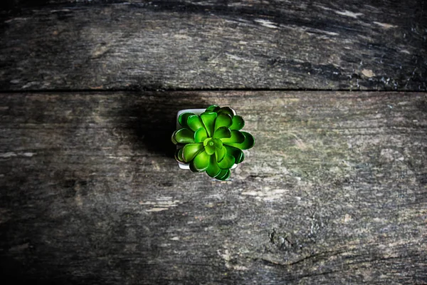 Young plant in a flowerpot — Stock Photo, Image