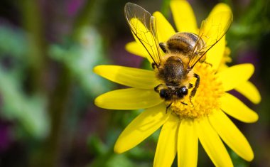 Arı sarı flowe üzerinde