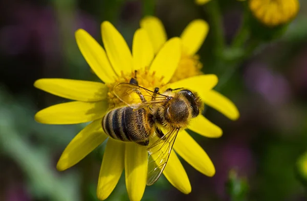 黄色花上的蜜蜂 — 图库照片