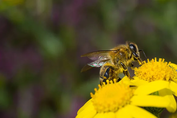 Abeja sobre hilo amarillo —  Fotos de Stock