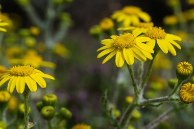 İlk bahar çiçekleri 