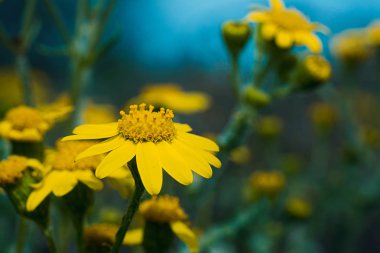 İlk bahar çiçekleri 