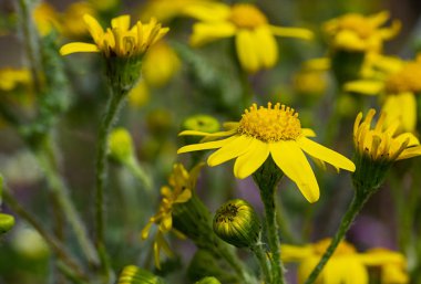 İlk bahar çiçekleri 