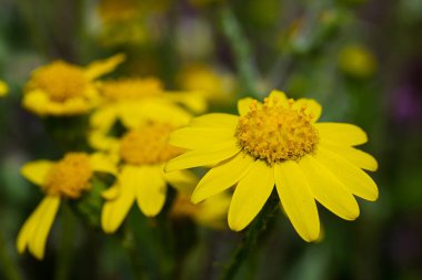 İlk bahar çiçekleri 