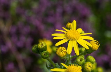 İlk bahar çiçekleri