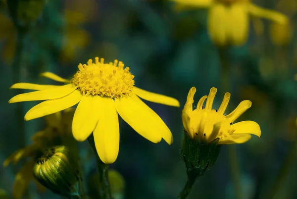 Primi fiori di primavera — Foto Stock