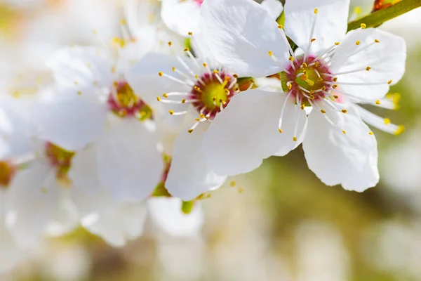 Nice plum flowers — Stock Photo, Image