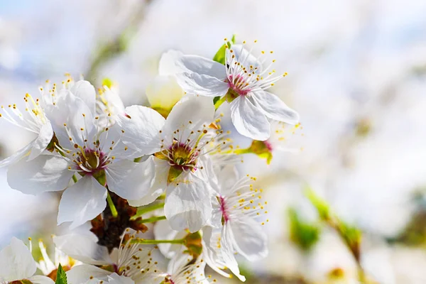 Nice plum flowers — Stock Photo, Image