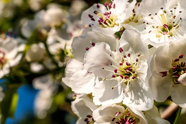 Nice plum flowers — Stock Photo, Image