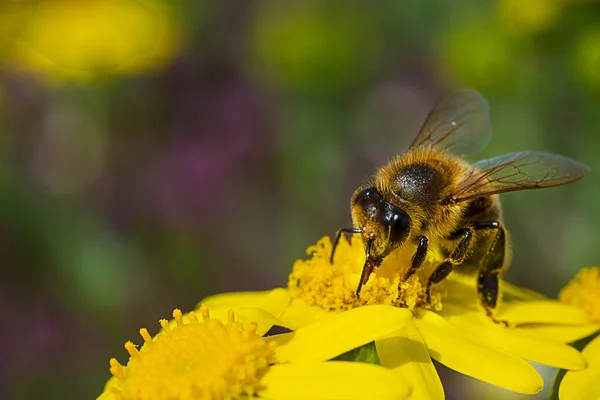 Abeja sobre hilo amarillo —  Fotos de Stock