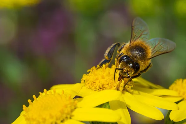 黄色花上的蜜蜂 — 图库照片