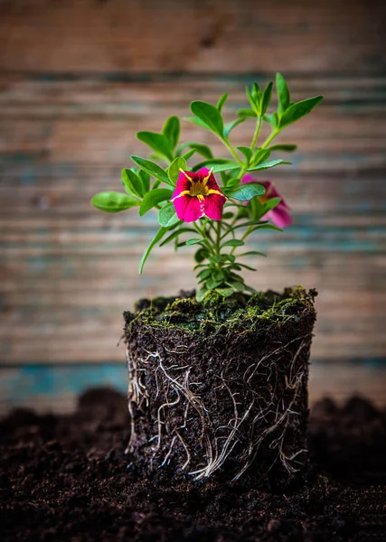 Pequeñas plantas de flores —  Fotos de Stock