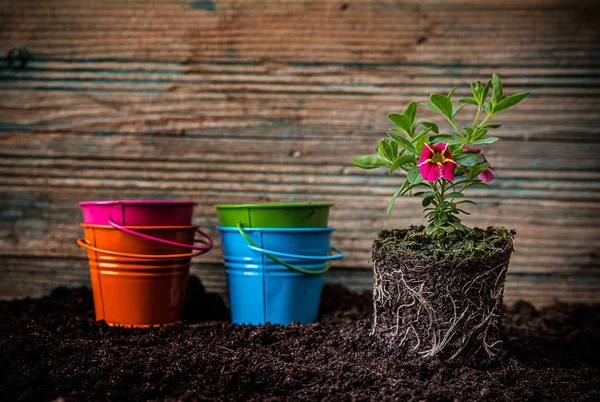 Pequenas plantas de flores — Fotografia de Stock