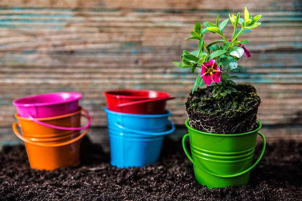 Pequeñas plantas de flores —  Fotos de Stock