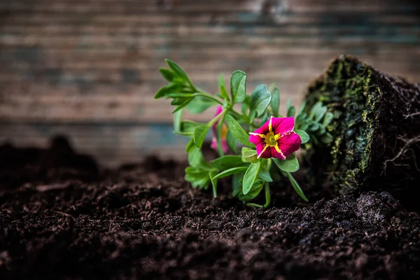 Küçük çiçek bitki — Stok fotoğraf