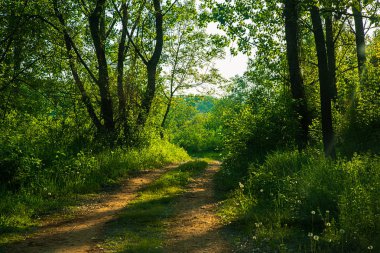 Ormana giden yol.