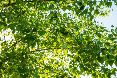 Ağaçtaki yeşil yapraklar