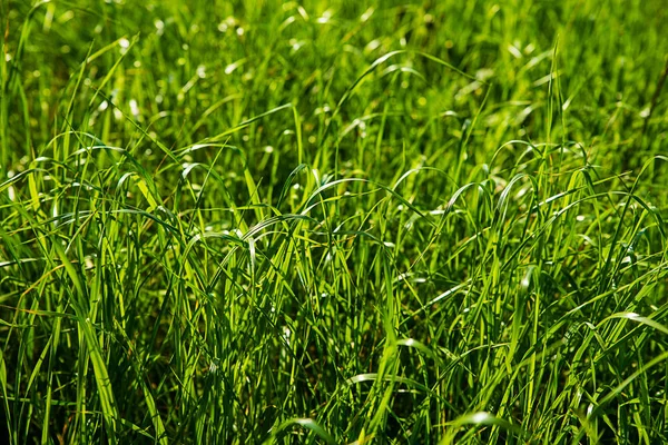 Świeża trawa na wiosnę — Zdjęcie stockowe