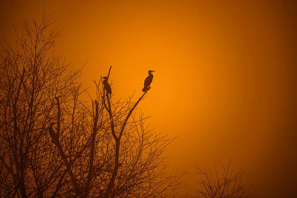 Aves nos ramos — Fotografia de Stock