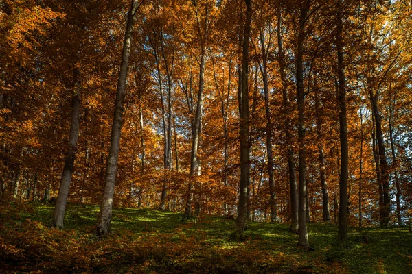 Bosque de roble —  Fotos de Stock