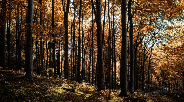 Bosque de roble —  Fotos de Stock