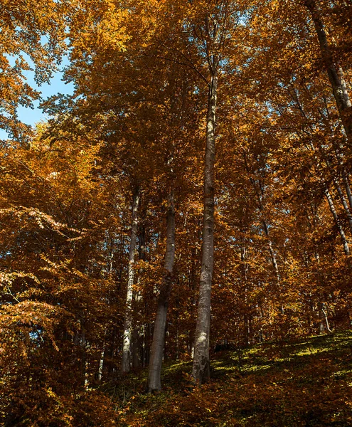 Oak forest — Stock Photo, Image