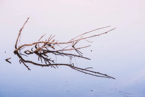 Holz im eisigen Wasser — Stockfoto