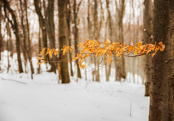 冬天的森林 — 图库照片