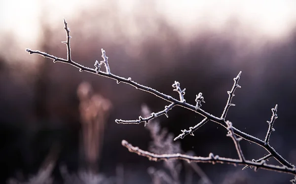 Winter morning landscape — Stock Photo, Image