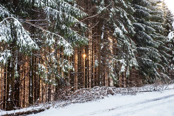 O 숲의 모습 — 스톡 사진