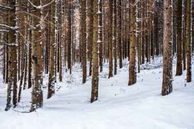 Ormanın manzaraları.