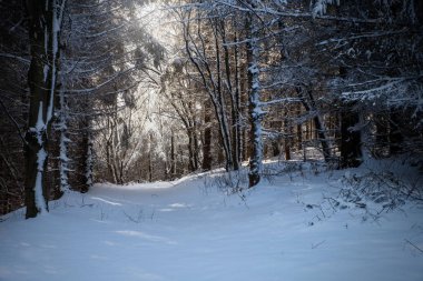 Ormanın manzaraları.