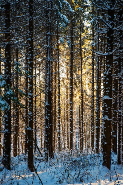 Floresta no inverno — Fotografia de Stock