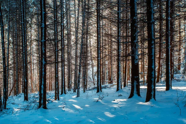 Cena Floresta Inverno — Fotografia de Stock