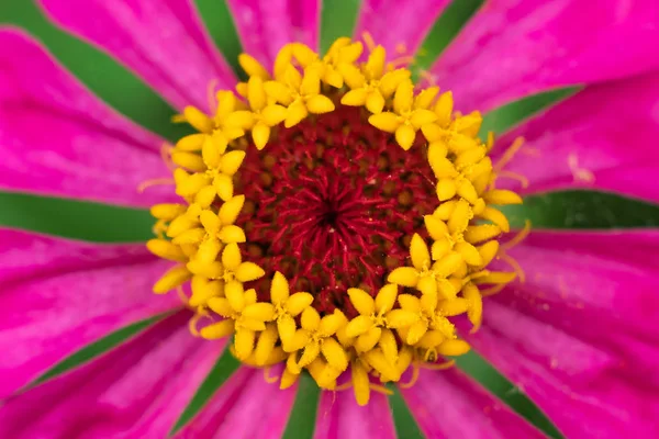 Detalhes Dos Estames Flor Zinnia — Fotografia de Stock