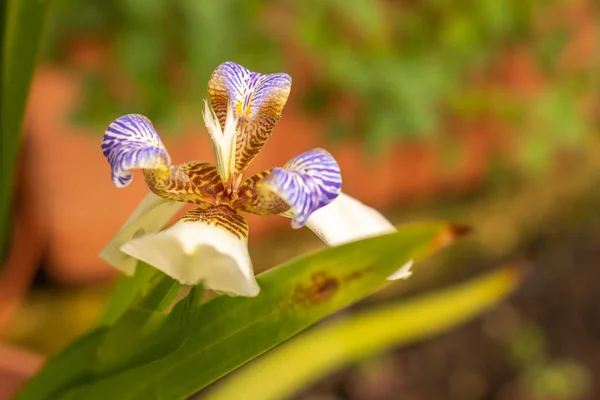 Bahçede yürüyen iris çiçeği (Neomarica gracilis)