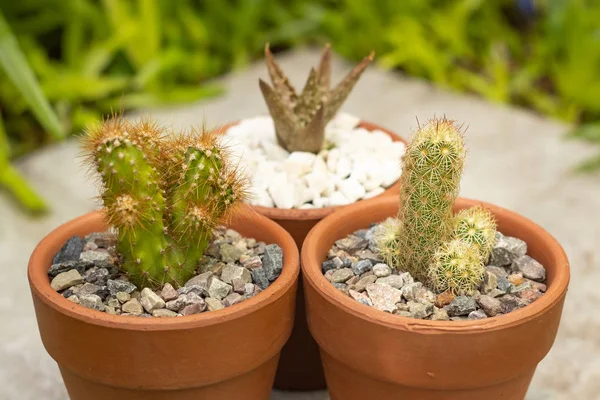 Çamurda iki kaktüs ve arka planda sulu bir bitki ve çimen.