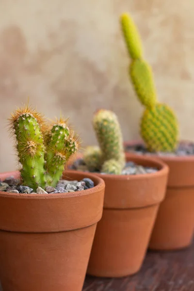 Kaktüsler kil kaplarda