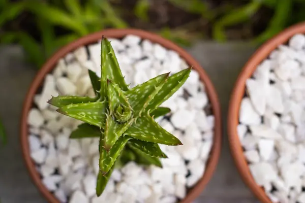  Kafasında beyaz taşlar olan saksıda sulu bir bitki.