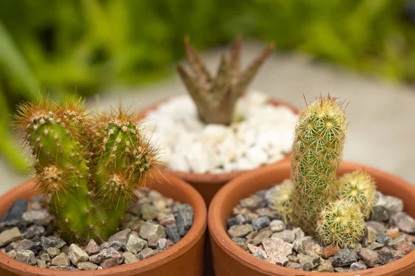 Çamurda iki kaktüs ve arka planda sulu bir bitki ve çimen.