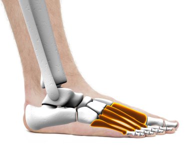 Beyaz izole metatarsal kemik - anatomi erkek - Studio fotoğraf