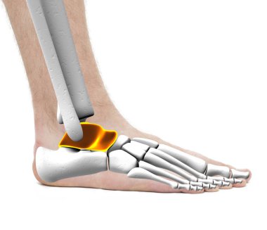 Talus Anklebone Astragalus kemik - anatomi erkek - Studio fotoğraf ben