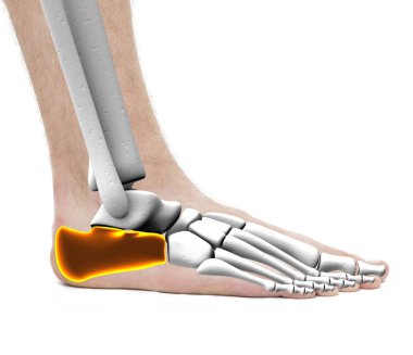 WH izole calcaneus topuk kemik - anatomi erkek - Studio fotoğraf