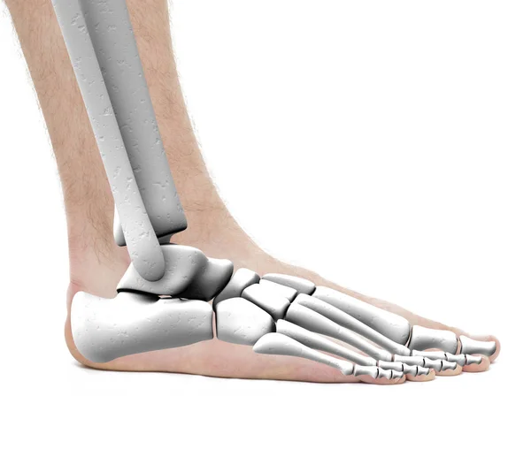 Enkel botten - anatomie Male - Studio foto geïsoleerd op witte voet — Stockfoto