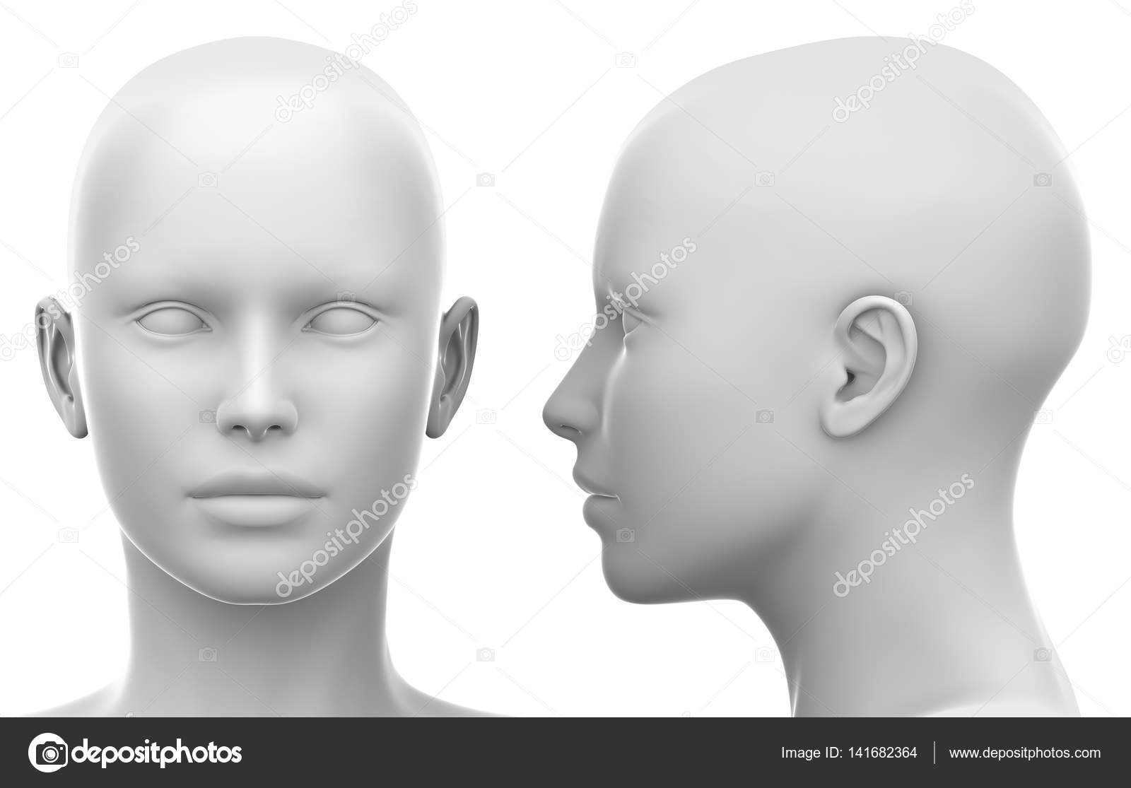 Blank White Female Head - Side and Front view — Stock Photo © decade3d  #141682364, image size:1600x1115