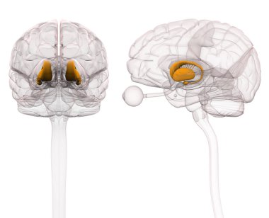 Basal Ganglia - Anatomy Brain - 3d illustration clipart